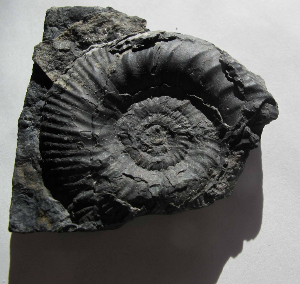 fossil